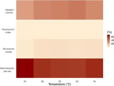 Temperature Responses of Heterotrophic Bacteria in Co-culture With a Red Sea Synechococcus Strain